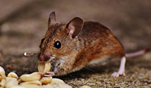 24 Hour & Emergency Exterminators in Estelle, NC
